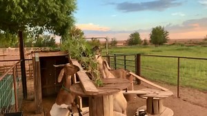 IF WATCHING GOATS MAKES YOU HAPPY - GOATS ON THE FARM WILL BE A MUST WATCH! WATCH THEM PLAY AROUND AND CLIMB THE GOAT JUNGLE GYM. THEY WILL MAKE YOU SMILE! | The Farm on Route 66