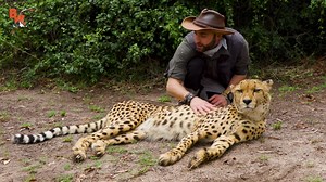 On this episode of Breaking Trail, Coyote and the crew “MEAT” a Cheetah! That’s right! Today the crew will not only get up close and personal with the fastest land mammal in the world but they will also attempt to feed it delicious meaty treats…all while trying not to become the treats themselves! Get ready to see the Brave Crew MEATING a Cheetah! | Brave Wilderness
