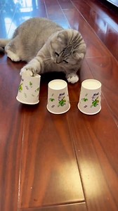 290K views · 501 reactions | The Cat Intelligence Test game_ #reelschallenge #viralreels #shortsvideos #viralshorts #viralvideo #PetLovers #petcare #catlovers #catoftheday #StarsEverywhere #ChallengeAccepted | Latentknow | Facebook