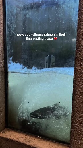 Understanding the Salmon Lifecycle and Its Challenges