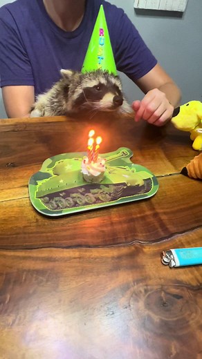 Rusty the Raccoon on TikTok