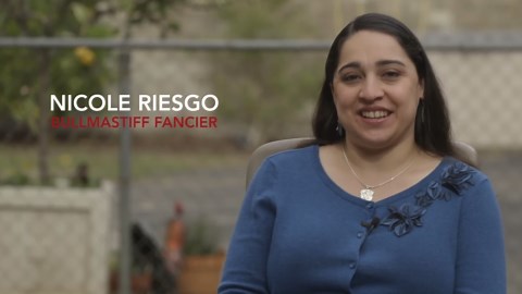 All about living with the bullmastiff