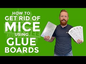 How To Get Rid Of Mice Using Catchmaster Glue Boards