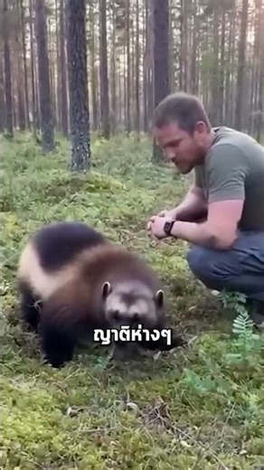 Honey badger vs. Wolverine... Who's the real boss?