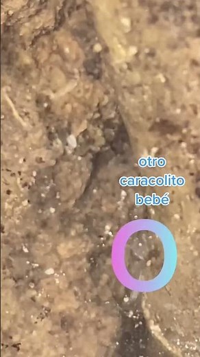 🐌 ¡Otro Caracolito Bebé Nace en mi Terrarium! 🍼