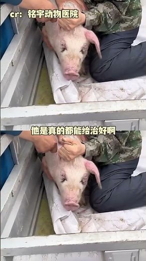 This is the real Zootopia (cr Mingyu Animal Hospital (24-hour emergency)