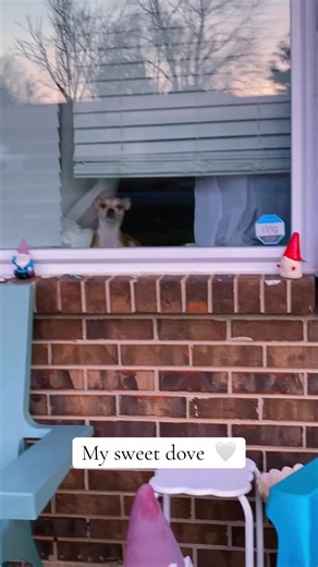 Waiting on mommy to come home 🤍#sweet #snuggles #bestfriend #vibes #chi