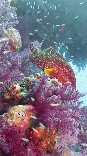 Every Shade of Purple Soft Coral in the Red Sea