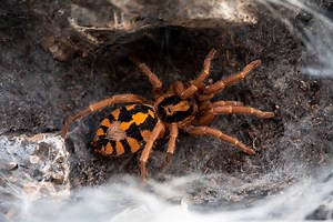 Pumpkin Patch Tarantula