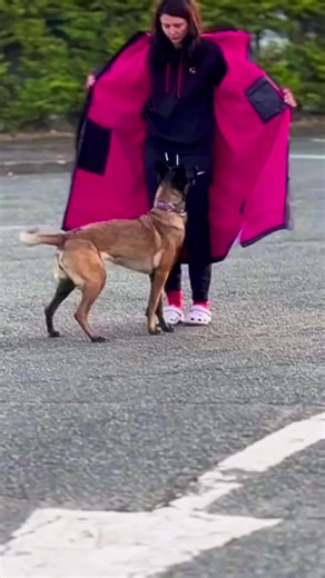 Mastering Belgian Malinois in Dog Sports and Training