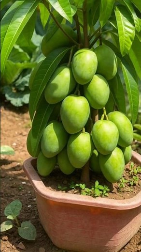 🥭Mango Magic: A Step-by-Step Guide to Growing Your Own Tree