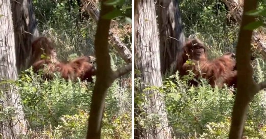 Fact Check: Is Bigfoot sighting in Oklahoma just days before annual Honobia festival real?