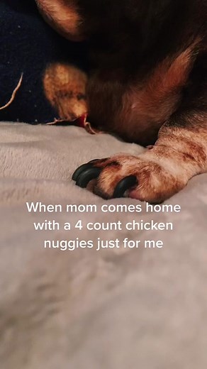 Understanding Dachshund Life: Common Small Dog Problems