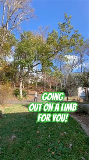 Tree Limb Removal - Timelapse