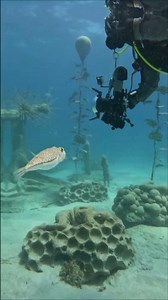 The Underwater Sculptures of Protaras and Ayia Napa. MUSAN and Green Bay