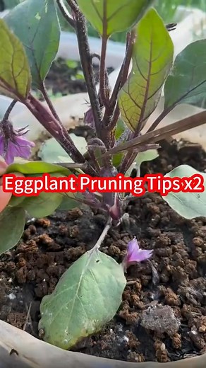 Eggplant Pruning Tips #EggplantPruning #GardeningTips #GrowEggplants #PruningHacks #VegetableGarden #PlantCare #HomeGardening #GardenHacks #HarvestMore | Agriculture 12.7