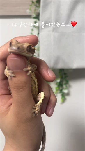 두 손 꼭~잡고 너무 귀여워요❤️#크레스티드게코 #크레 #도마뱀 #geko #귀여운영상