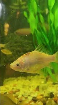 Baby Goldfish are Growing