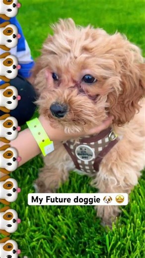 So Energetic ⚡️😍🤩🐶#shorts #dog #viral #music #shortvideos #viral #funny…