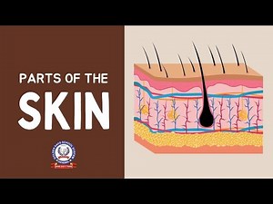 Parts of the Skin | Human Anatomy for Kids