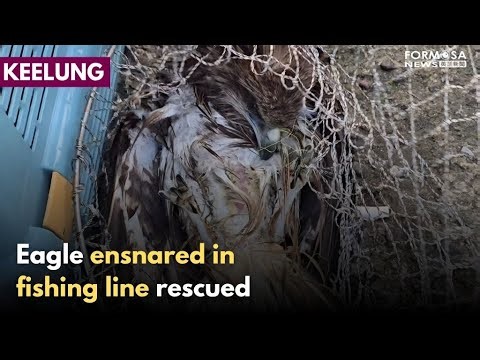 Nearly drowned eagle ensnared in fishing line saved off Keelung｜Taiwan News