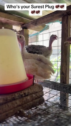 Understanding Turkey Laying Patterns for Farmers