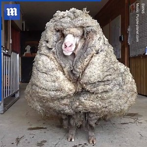 167K views · 444 reactions | This sheep has a new FLEECE on life! ❤️ Via SWNS | Daily Mail Australia | Facebook