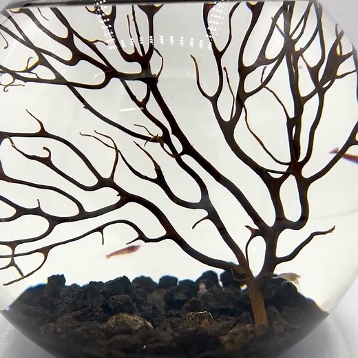 Handcrafted Open Glass ShrimpSphere – Sustainable Ecosystem with Opae Ula Shrimp