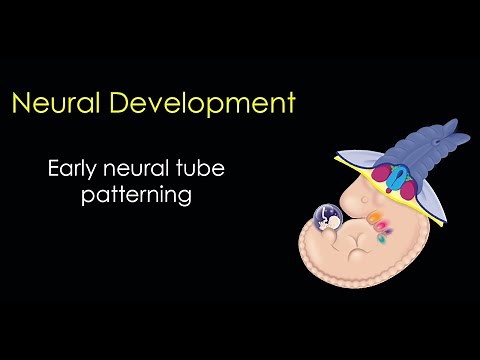 Nervous System Development Part 2: Neural Tube Patterning