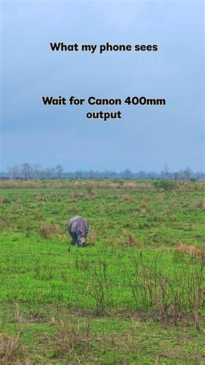 🦏 Phone vs Camera - The Rhino version #rhino #Kaziranga #assam #onehornedrhino