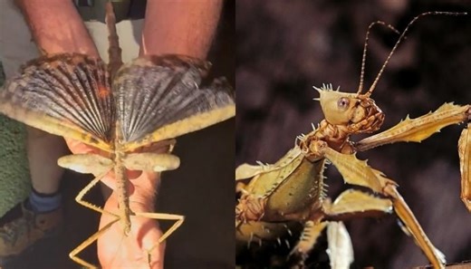Shocking largest insect discovered in Australia