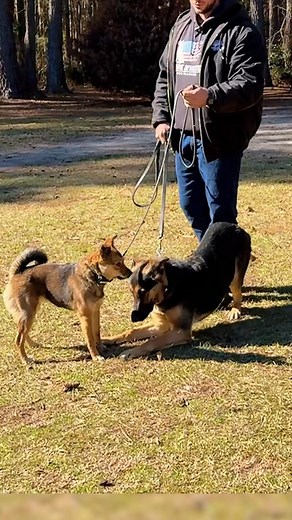 Does size matter? 🤔 Dog Trainer Chad is observing dominant dog body language from a small Mutt towards a more submissive German Shepherd - both of these dogs are from the same household but have an interesting dynamic considering the size difference between the two. Full video breakdown on these two dogs live on our YouTube channel 🔥 #dogs #dogtraining #dogtrainer #dogtrainingtips #dogtrainingadvice #dogbodylanguage #germanshepherd #mutt #doglover | Canine Revolution Dog Training
