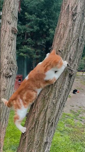 World’s Best Mind-Blowing Cinematic 4K HDR Dolby Vision | OLED TV Demo #Shorts