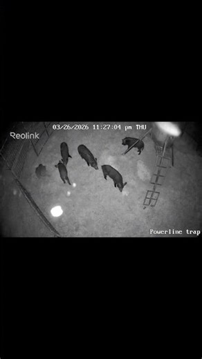 Not long after trap was set, here come the pigs #wildhogs