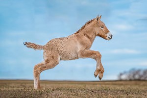 Biotech company Colossal, which brought dire wolves back to life, acquires Viagen