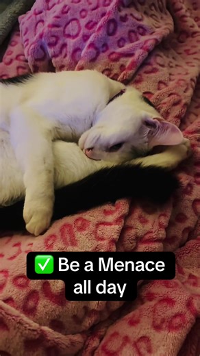 Moo loves a good cat nap after causing chaos all day long. #Moo #catsoftiktok #cat #nap #cowcat