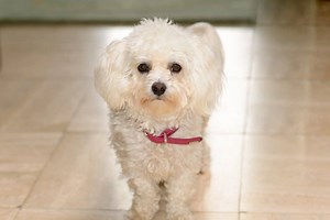 5 Easy Ways to Stop Your Poodle From Peeing in the House | Poodle Report