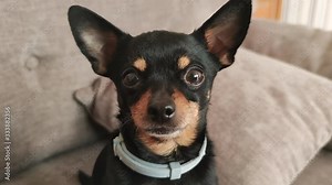 Portrait of a Cute little puppy dog toy terrier on a home background looking at the camera. Caring for pets.