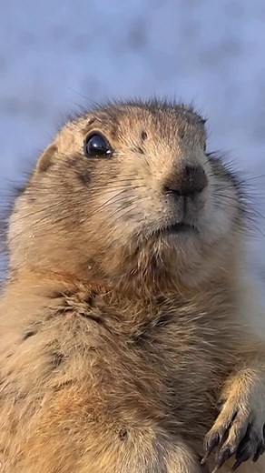 It’s not just to cause a scene or make Mama scream, prairie dog noises (barks) are actually quite unique. They range from territorial calls to chirps between family members, to mating calls and even alarm calls for potential threats. Like many animals, communication is an important survival skill. Video: A prairie dog lets out a series of barks. | National Park Service