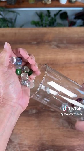How to Successfully Transplant Anthurium to Water
