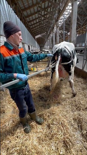 Inside the Calf: A Journey through Gastric Endoscopy #cows #veterinary