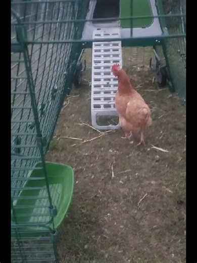 Routine du soir au poulailler avec mes poules