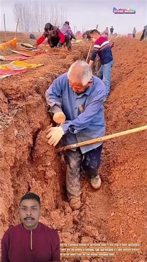 This Is Why Traditional Yam Harvesting Still Matters Today #shortsfeed #shorts #trending