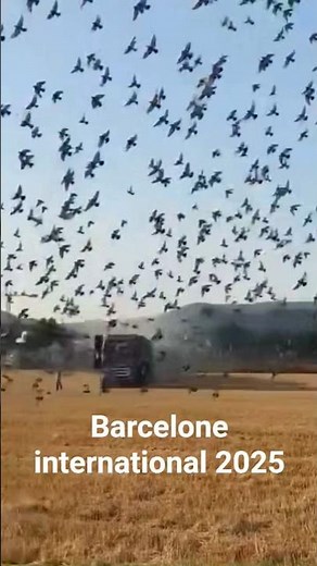 concour barcelone international 2025 pigeons voyageurs #pigeon #trending
