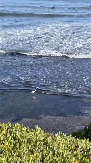 55 reactions | The Santa Cruz Sea Glass Festival is 3 weeks from...