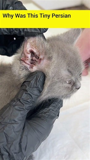 The Gentlest Ear Cleaning for a 2-Month-Old Kitten ❤️🐱 #petgrooming #kitten #CatEarCleaning