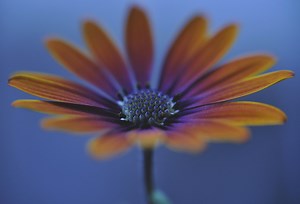 The African Daisy