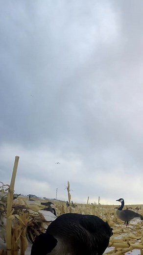 Take your time on this Goose shot! Best aim in the WORLD!! #waterfowl #hunting #geese | Prestigeoutdoors Goosehunting