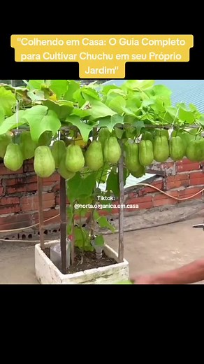 Cultivo de Chuchu: Guia Completo para sua Horta