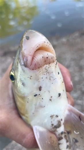 What dat mouth do #fish #fishing #fishingvideo #fishinglife #lifeisbutadream